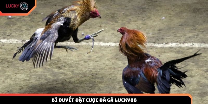 Bí quyết đặt cược đá gà Lucky88 hiệu quả từ cao thủ
