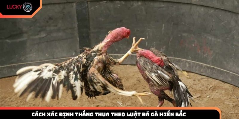 Cách xác định thắng thua theo luật đá gà miền Bắc