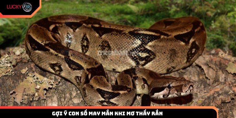 Gợi ý con số may mắn khi mơ thấy rắn