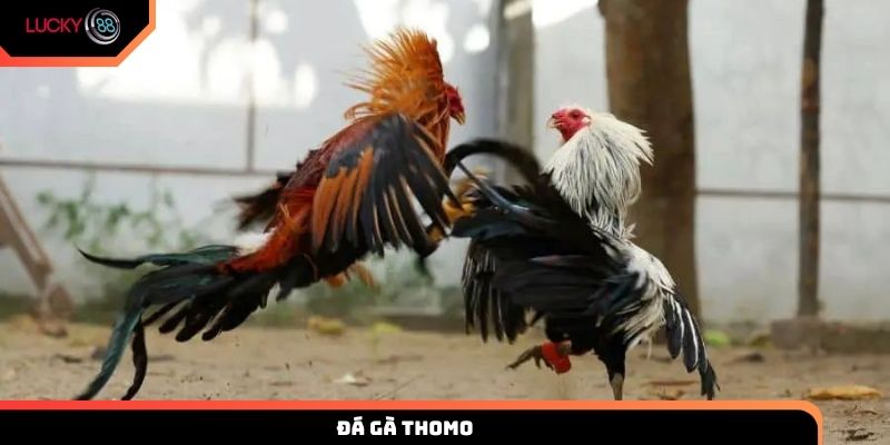 Đá gà Thomo
