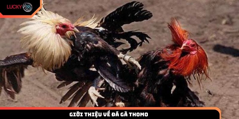 Giới thiệu về đá gà trực tuyến tại trường Thomo Lucky88
