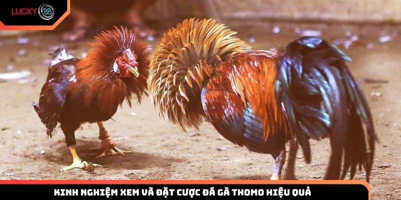 Kinh nghiệm xem và đặt cược đá gà Thomo hiệu quả tại Lucky88