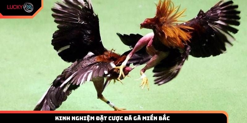 Kinh nghiệm đặt cược theo luật đá gà miền Bắc tại Lucky88