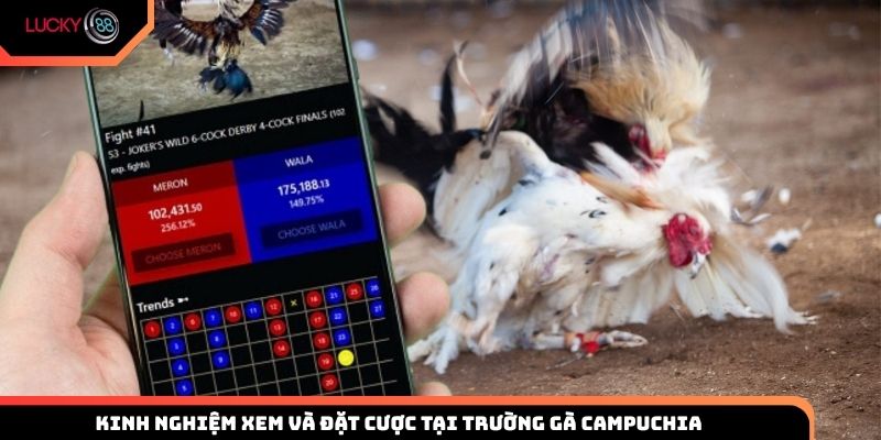 Kinh nghiệm xem và đặt cược tại trường gà Campuchia Lucky88