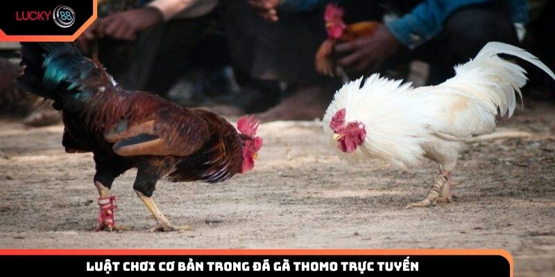 Luật chơi cơ bản trong đá gà Thomo trực tuyến Lucky88