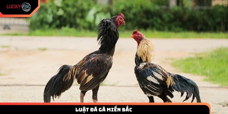 luật đá gà miền Bắc