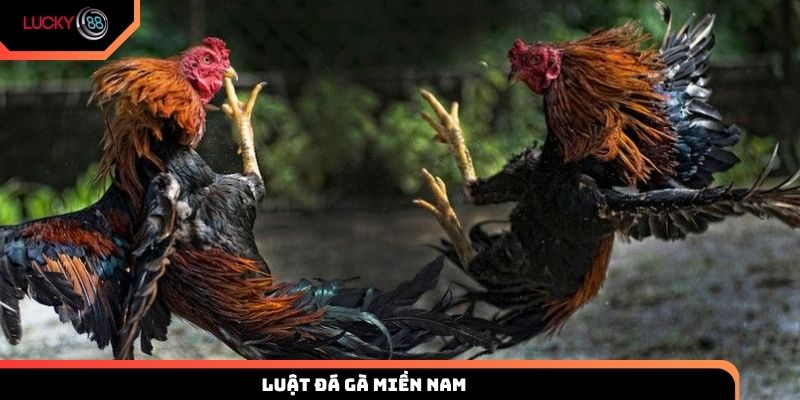 luật đá gà miền Nam
