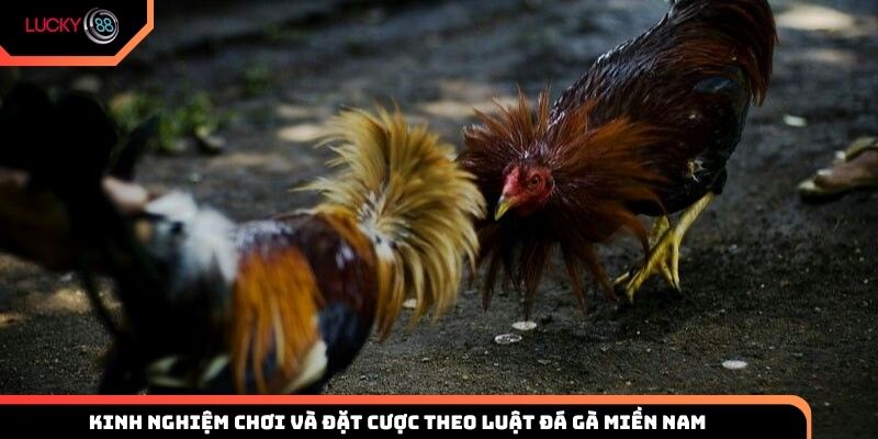 Một số kinh nghiệm chơi và đặt cược theo luật đá gà miền Nam