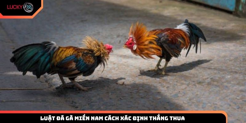 Cách xác định thắng thua theo luật chơi đá gà miền Nam