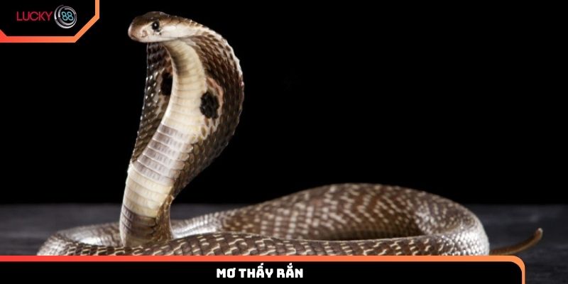 mơ thấy rắn