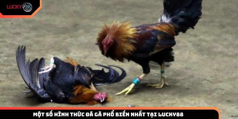 Một số hình thức đá gà giải trí khá phổ biến tại Việt Nam