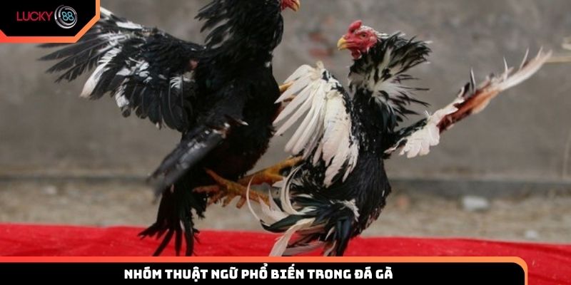 Nhóm thuật ngữ phổ biến trong đá gà mà người chơi nên biết