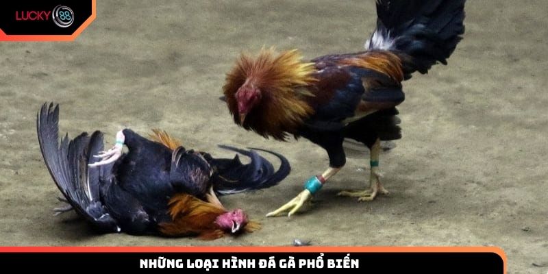 Những loại hình đá gà phổ biến tại trường gà Campuchia