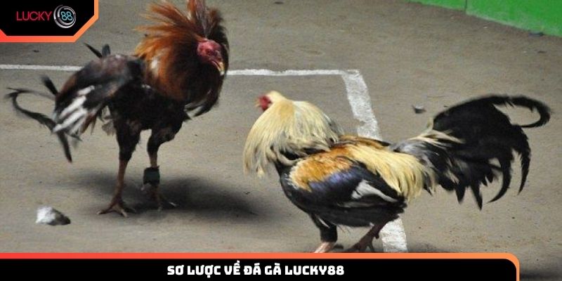 Đá gà LUCKY88 chắc chắn sẽ khiến người hâm mộ cảm thấy thú vị