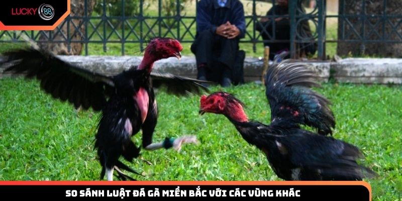 So sánh luật đá gà miền Bắc với các vùng khác