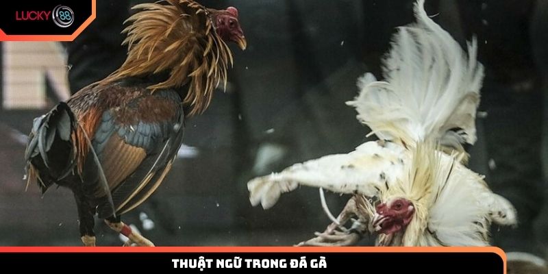 thuật ngữ trong đá gà