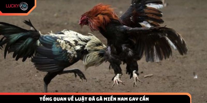 Tổng quan về luật đá gà miền Nam gay cấn