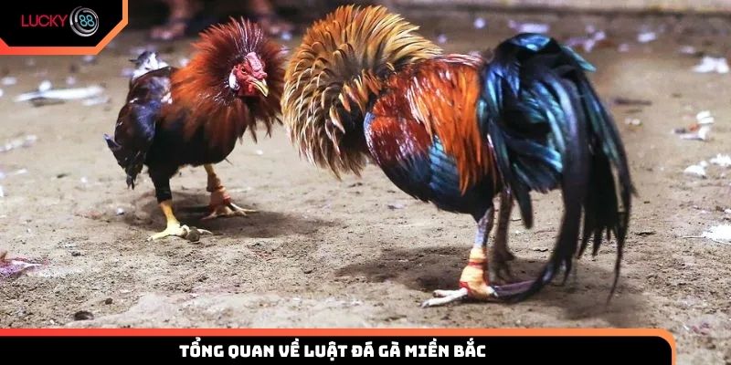 Tổng quan về luật đá gà miền Bắc trực tuyến tại Lucky88