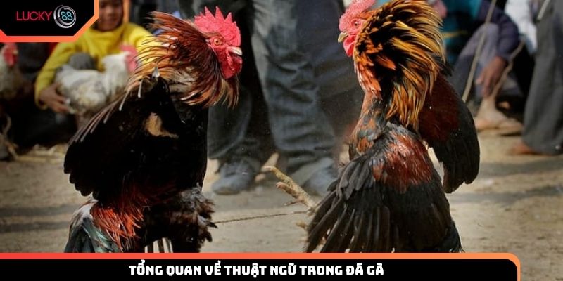 Tổng quan về thuật ngữ trong đá gà và vai trò quan trọng của nó