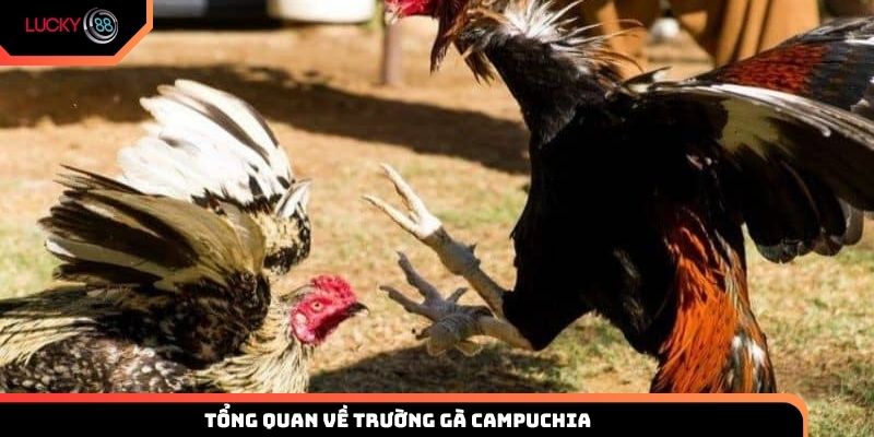 Tổng quan về trường gà Campuchia nơi đẳng cấp hội tụ