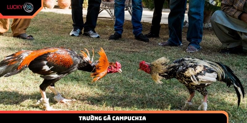 trường gà Campuchia