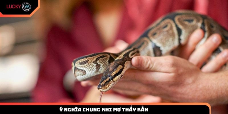 Tìm hiểu những ý nghĩa chung khi mơ thấy rắn